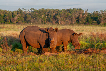Obraz premium Two White Rhinoceroses in Golden Morning Light, iSimangaliso Wetland Park, South Africa