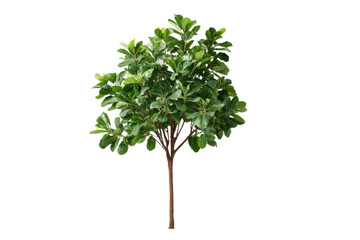 Small green leafy tree with brown trunk on black background plant leaves, Isolated On Transparent Background, Png Cut Out
