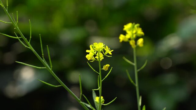 Mustard Leaf flowers or Lai Sak phul blooming and swaying in the breeze 3