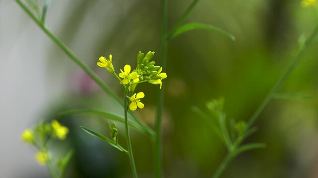 Mustard Leaf flowers or Lai Sak phul blooming and swaying in the breeze 2