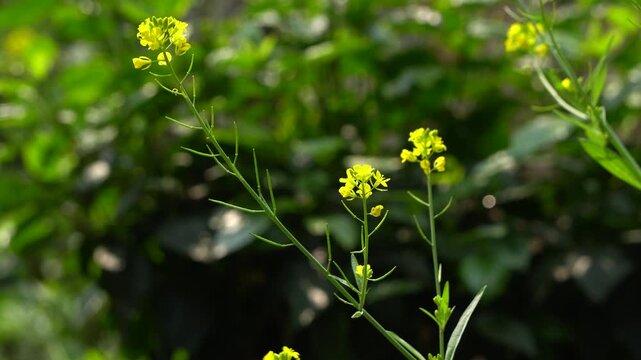 Mustard Leaf flowers or Lai Sak phul blooming and swaying in the breeze 4