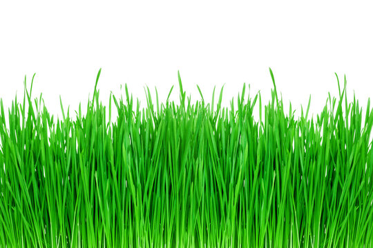 the sprouts of green wheat grass on transparent background