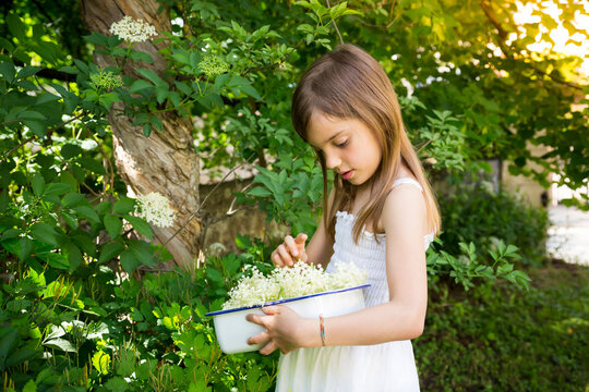 Little girl picking elderflowers