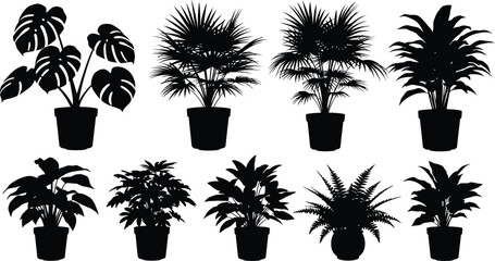 Tropical house plants in pots a striking black shape silhouette © Rita