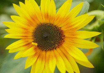 Sunflower helianthus annuus in farm field garden blooming beautiful farming vibrant bright yellow flower heads petals with seeds spiral pattern in central disc plant close-up photo. Used in cooking