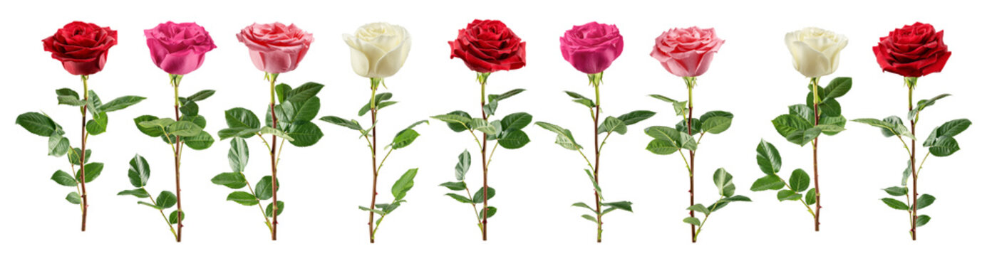 Roses isolated, full depth of field