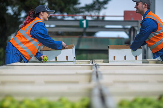 Workers in reflective vests packing apples