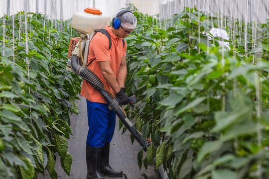 Young man working in greenhouse spraying fertilizer on plants