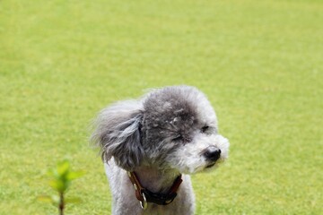 Fototapeta premium 犬 トイプードル 芝生の上に立つトイプードル 風になびくトイプードルの毛 プードルの自然な表情