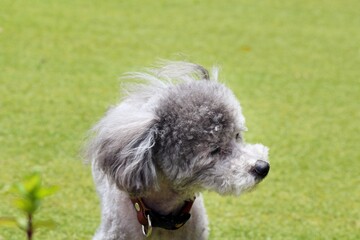 犬　トイプードル　芝生の上に立つトイプードル　風になびくトイプードルの毛　プードルの自然な表情