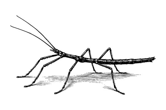 Detailed black and white stick insect sketch with intricate line work