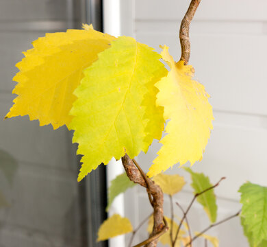 Elms leafs.