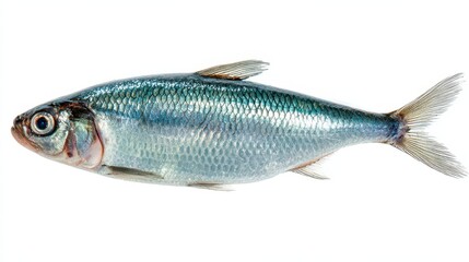 Obraz premium Close-up of fresh herring on a white surface, moist skin and reflective scales