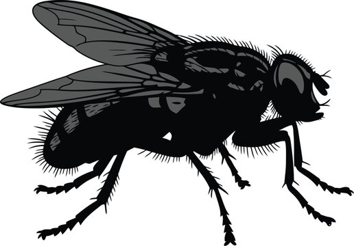 Detailed silhouette illustration depicts a common housefly insect resting.