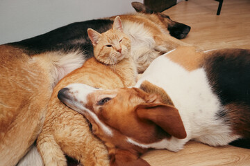 Group of domestic pets with a ginger cat sitting between two sleeping dogs on a floor.