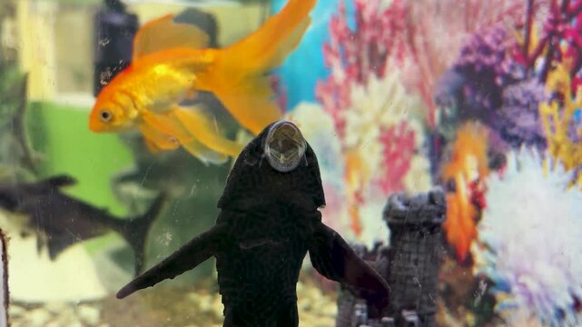 algae eater fish attached to aquarium glass with colorful tropical background
