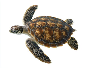 A beautiful sea turtle swimming gracefully.