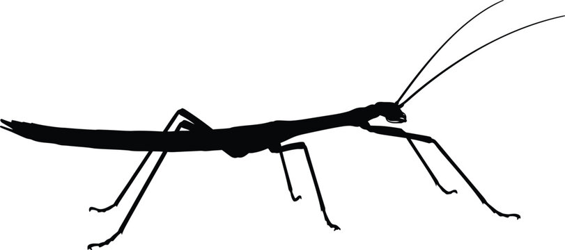 Stick insect insect silhouette profile stands on an invisible surface.