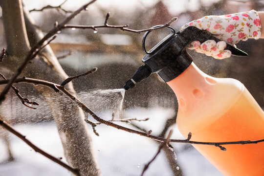 Spraying Tree in Winter Garden or Dormant Spraying to Control Overwintering Pests and Diseases. Winter Spray Bare Fruit Trees from Dormant Oils and Fungicides.