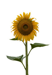 Yellow sunflower with green leaves isolated on a transparent background