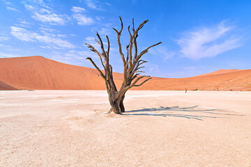Dried camel thorn tree in Deadvlei pan of Namibia's landscape