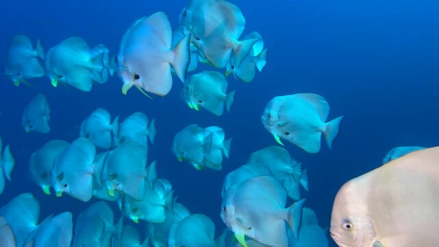 Wall of fish -  Flock herd of Bat fish or Long fin Spade Fish in The Coral Reef. Longfin batfish swimming underwater, close up. Seabed exploring, marine ecosystem, undersea nature, tropical fish