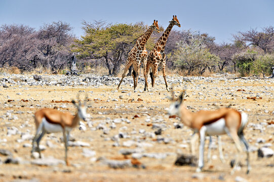 Giraffes and springboks in Etosha National Park, Namibia
