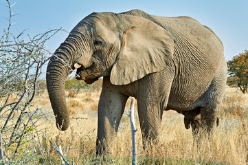 Obraz premium Elephant walking in the wild at Etosha National Park in Namibia