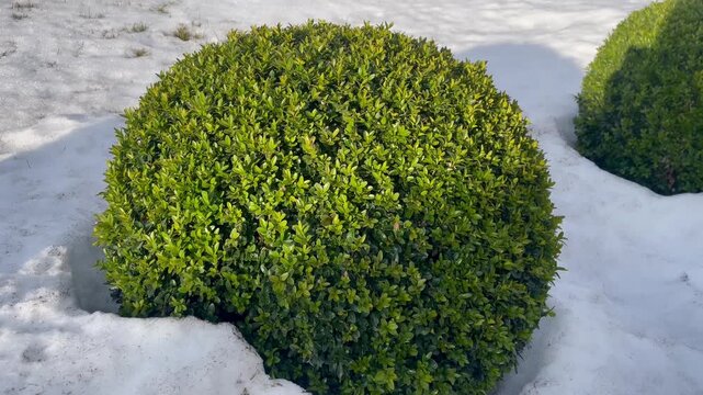 Evergreen boxwood shrub in snow covered winter garden on sunny day