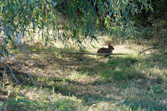 Wild Rabbit in Sibolla Reserve