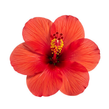 Red hibiscus flower isolated on checkered background.