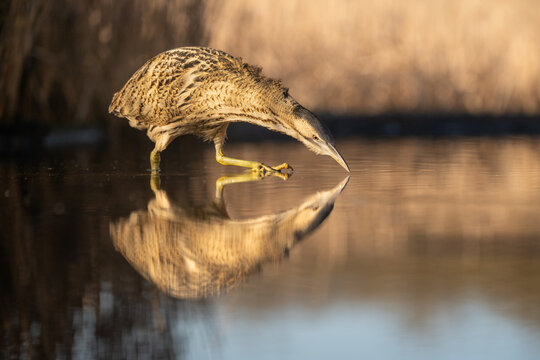 Bittern, Botaurus stellaris, with reflection in water, Hungary