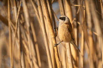 Penduline tit, Remiz pendulinus, in reeds, Hungary © Quarterland Photos