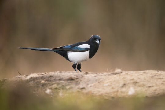 Magpie, Pica pica, Hungary