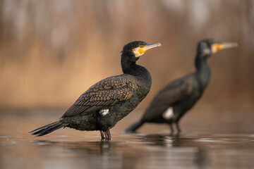 Cormorant, Phalacrocorax carbo, Hungary