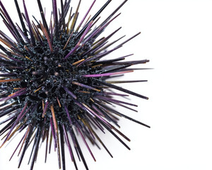 Obraz premium Colorful sea urchin on a white background.