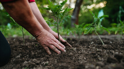 Planting homegrown tomato seedlings in soil.