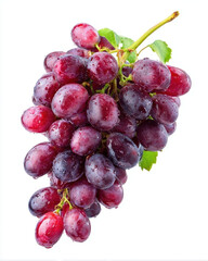 Fototapeta premium Fresh ripe grapes on vine with water droplets.