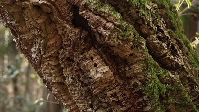 Close-up of a redwood tree trunk showcasing its textured bark. The deep grooves and rich brown color highlight the tree's age and natural beauty.