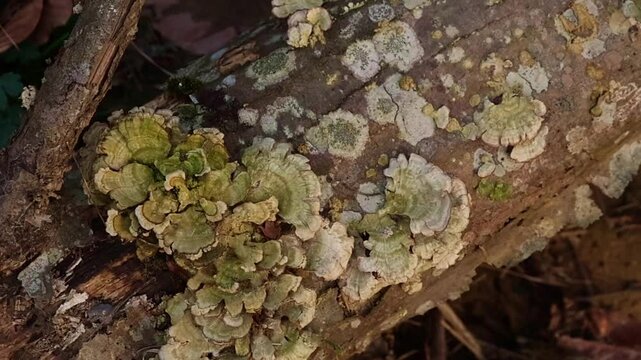 Close-up of lichen growing on a tree trunk. The lichen displays various shades of green and gray, showcasing its unique textures and patterns.