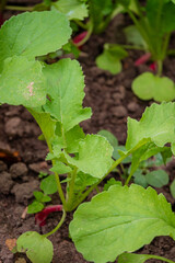 Obraz premium Fresh green leaves of radishes reach for the sun in a thriving garden full of life