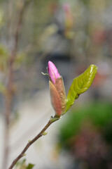 Magnolia branch with flower bud - Latin name - Magnolia George Henry Kern