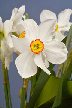 Poets daffodil white flower - Latin name - Narcissus poeticus