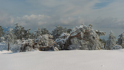 Stunning winter mountain landscape with snow-covered pine trees and cloudy sky.