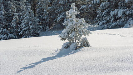 Lone pine tree and its shadow on white snow against dark forest background.