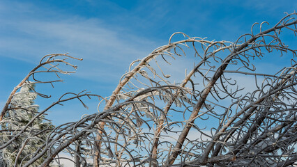 Curved tree branches covered in thick hoarfrost against a clear blue sky.
