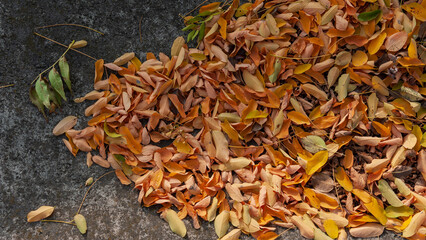 Fallen Autumn Leaves in Cream, Green, and Orange on Gray Concrete Surface. Web Banner.
