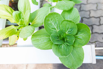 Pak Choi or Bok choy from Hydroponic farming, organic vegetable, healthy food
