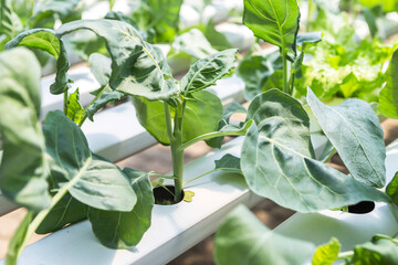 Young Chinese kale from Hydroponic farming, organic Chinese broccoli, healthy food