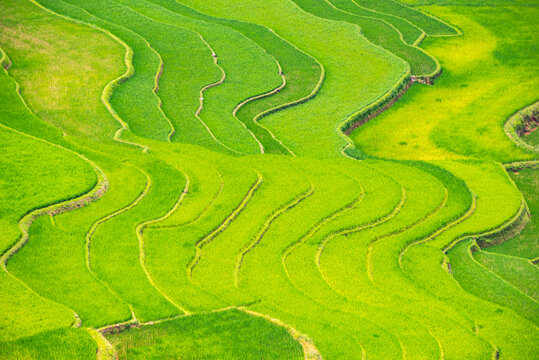 Rice fields on terraces of Mu Cang Chai, Vietnam.